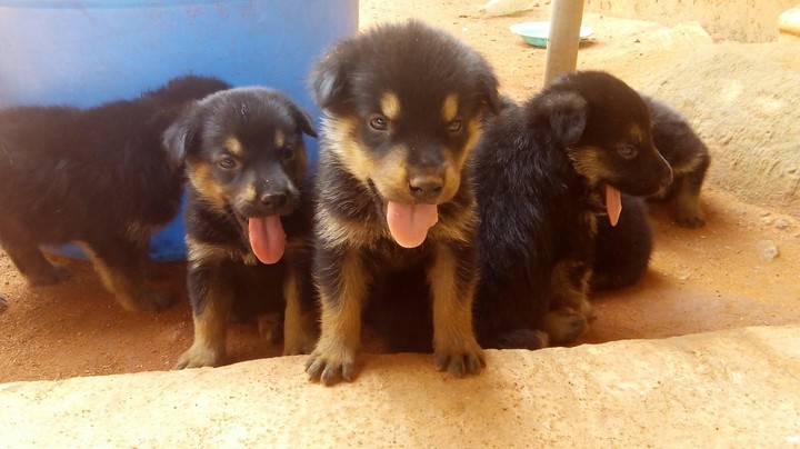 Chubby Cute German Shepherd Puppies For Sale - Pets - Nigeria