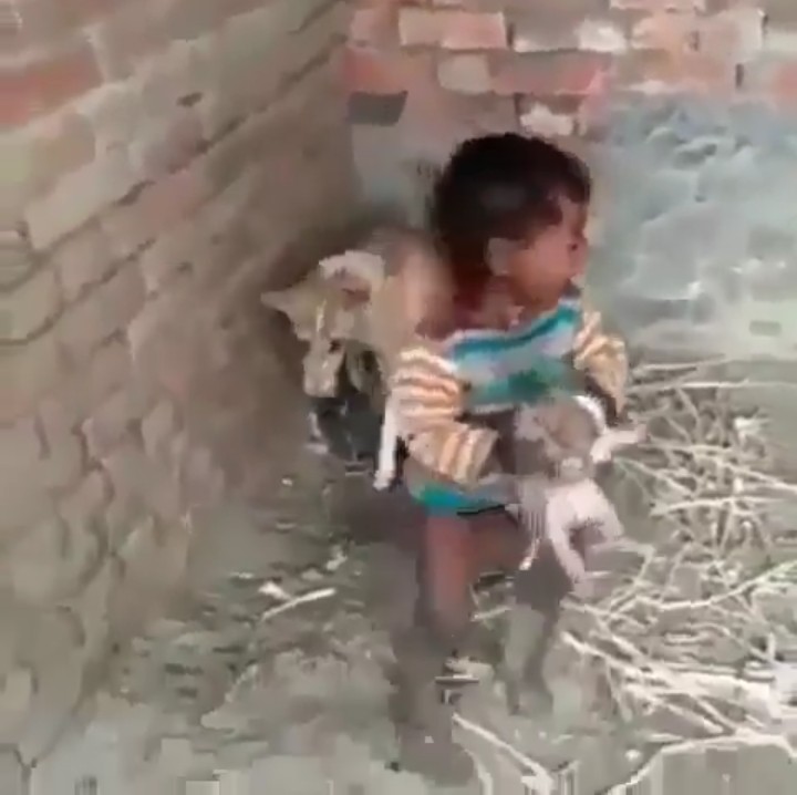 Little Boy Attacked By A Dog For Dragging Its Puppies, Nigerians React