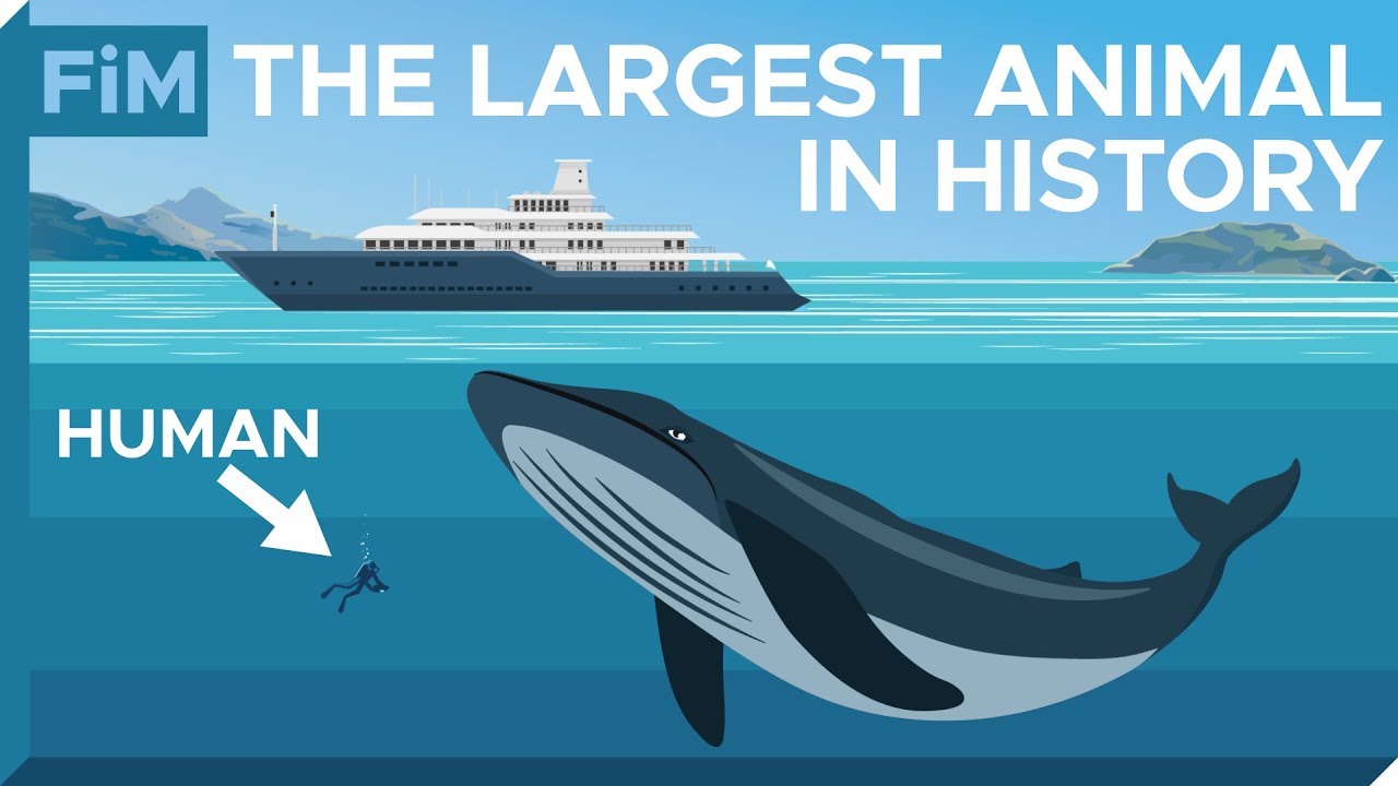 Blue Whale Size Comparison: Discover How Big They Really Are – Ocean Action  Hub