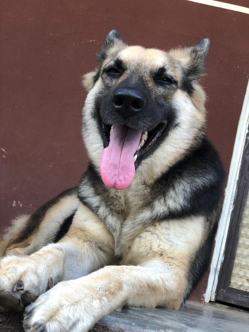 Adult Female German Shepherd For Sale - Pets - Nigeria