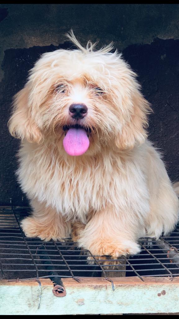 can a lhasa apso live in nigeria