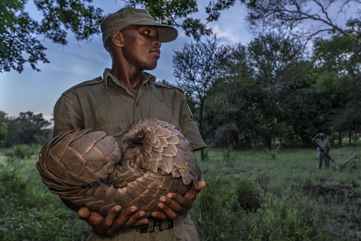 50000 Smuggled Pangolin Scales From Nigeria Seized In China - Crime