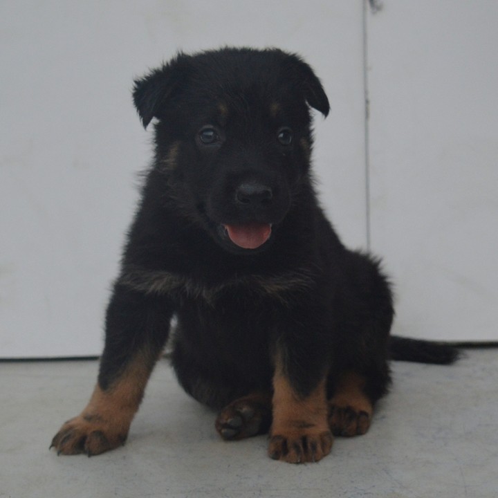 Ddr czech german shepherd puppies best sale for sale