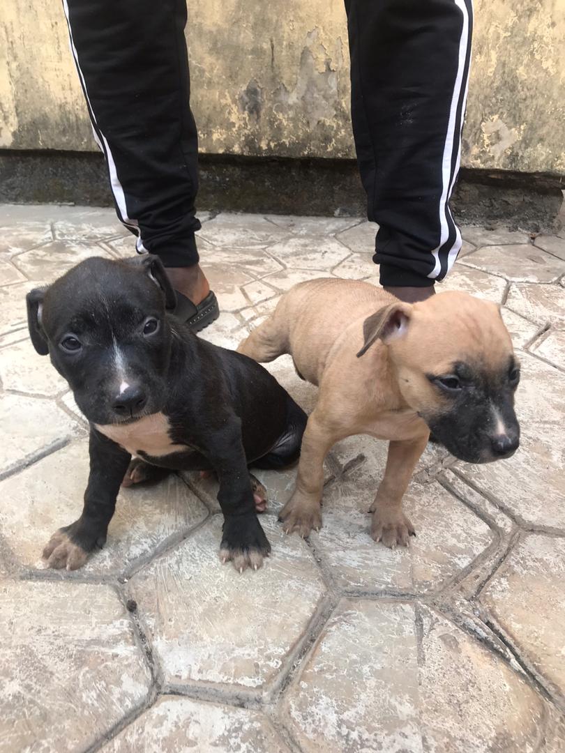 American Pitbull Terrier - Pets - Nigeria