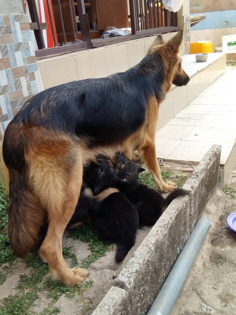 Pure Breed German Shepherd Puppy For Sale - Pets - Nigeria