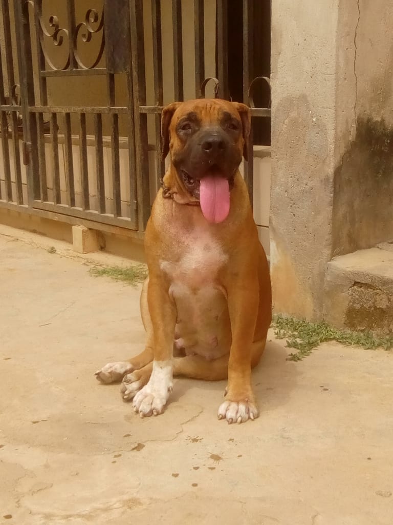 Pedigree Adult Female Boerboel Available For Sale - Pets - Nigeria