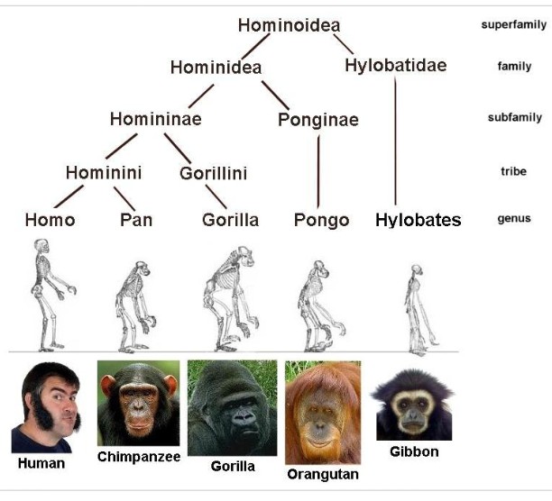 First Humans Acted Like Vegan Monkeys, 3 Million Years Ago - Study ...