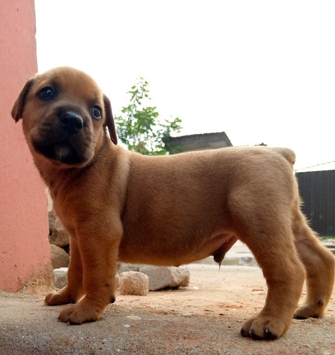 If You Have A Boerboel/rottweiler Mix Can u Please Post A ...