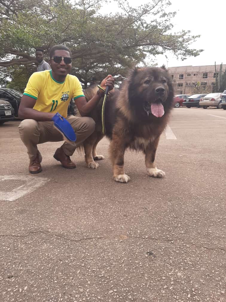 Huge 2024 caucasian shepherd