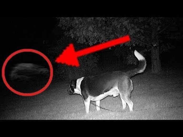 what can dogs see at night