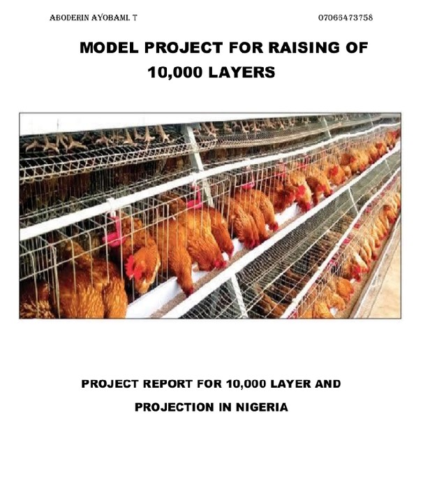 business plan on egg distribution in nigeria