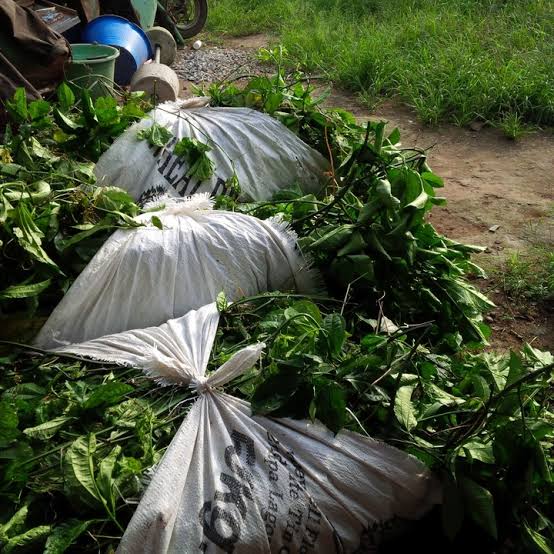 Vegetable (fluted Pumpkin) Ugu Planting Learning Thread - Agriculture ...