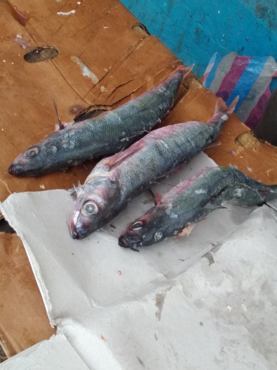 Local Names For Tuna And Salmon Food Nigeria