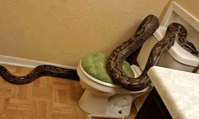 How a Snake Can Get Into Your Home Through Your Toilet — Best Life