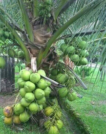 Hybrid Green and Yellow Dwarf Coconut Seedlings For Sale - Agriculture ...