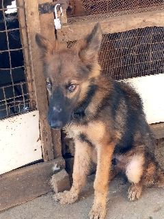 5 month best sale german shepherd puppy