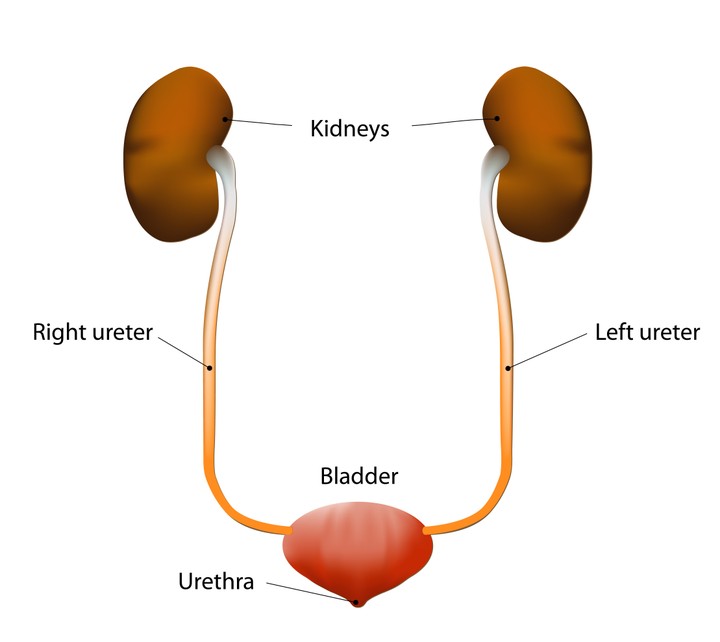 why-do-i-keep-getting-urine-infections-health-nigeria