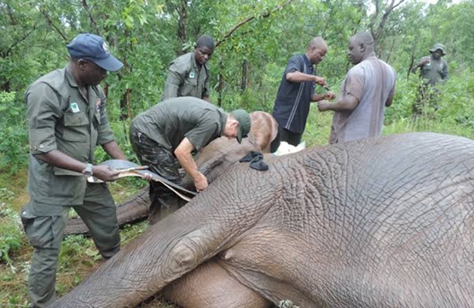 Nigeria's Animal Act - Crime - Nigeria