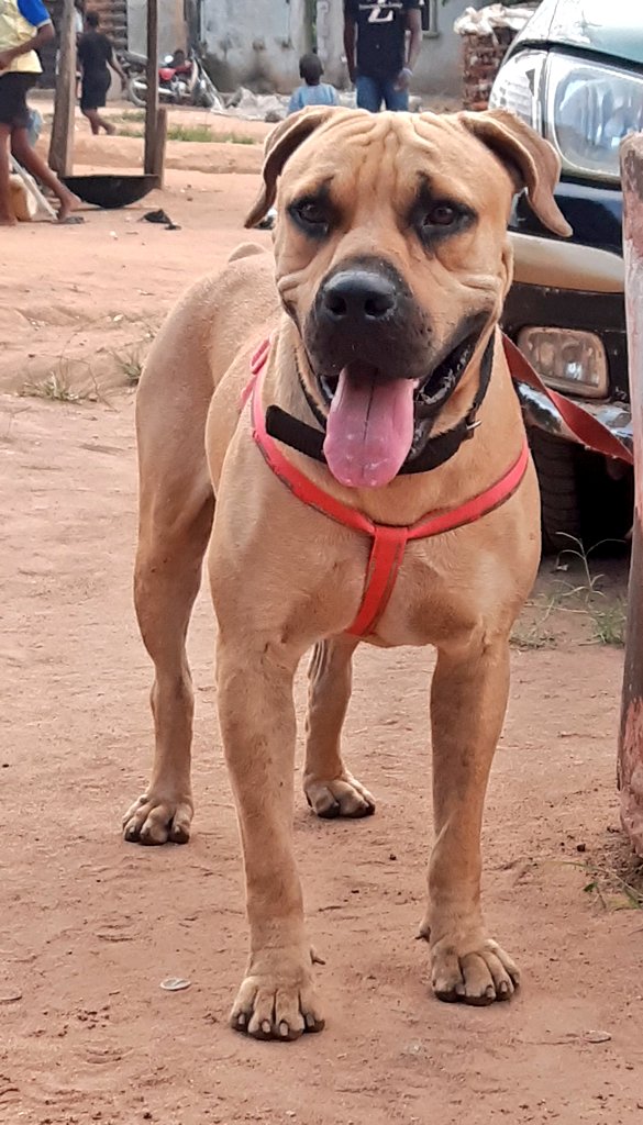 Adult Male Boerboel Available For Sale.... - Pets - Nigeria