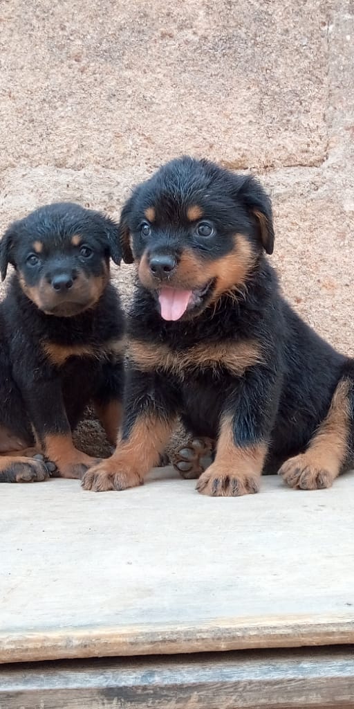 Super Rottweiler Pups For Sale...both Sex - Pets - Nigeria