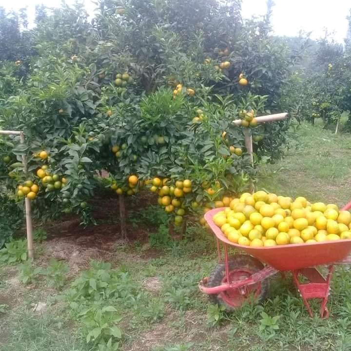 Buy Dwarf Fruit Trees Online : Dwarf / Miniature Fruit Tree Gifts for Sale | Buy Online / Check spelling or type a new query.