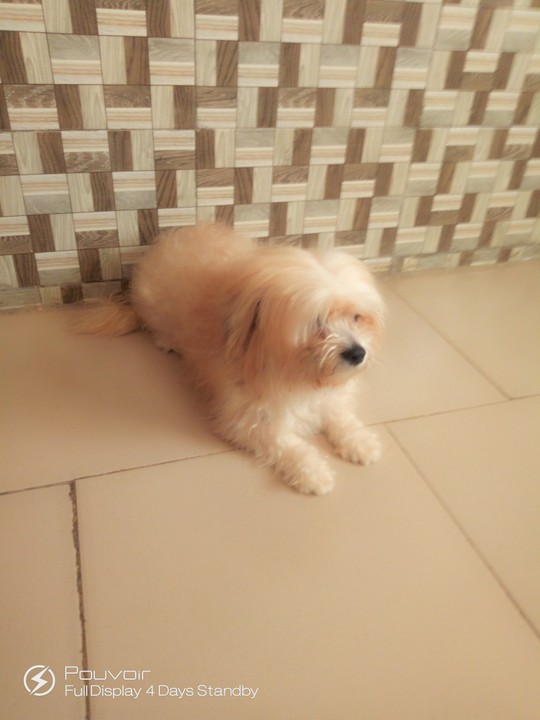 can a lhasa apso live in nigeria