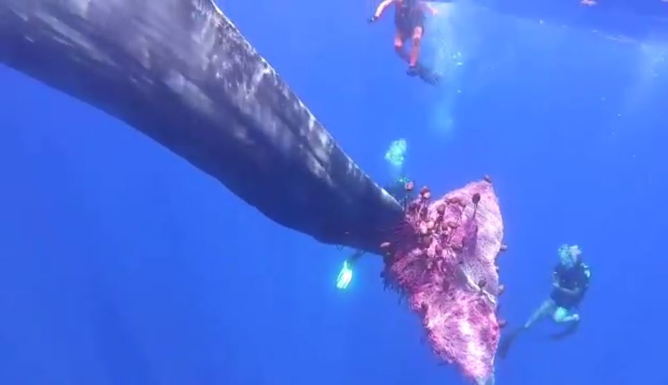 Italian coastguard struggle to free sperm whale from fishing net - Yahoo  Sports