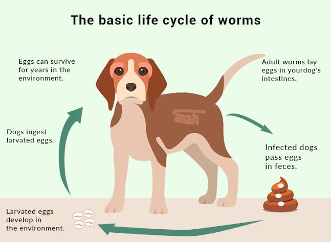 Deworming In Dogs! How To Get The Best Results .. - Pets - Nigeria