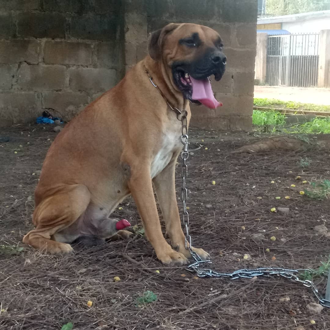 1 year old store boerboel