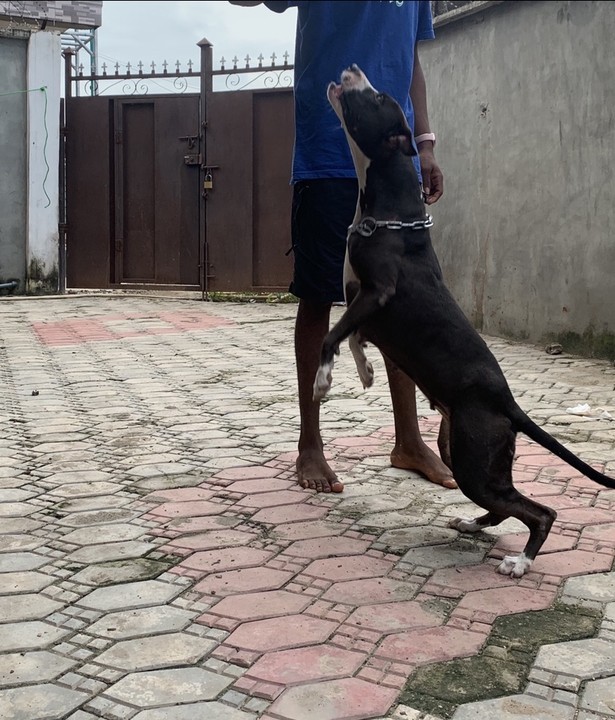 Female American Pit Bull Ready For New Home - Pets - Nigeria