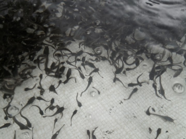 Catfish Fingerlings, Juveniles For Sale In Calabar and enjoy 10 of any