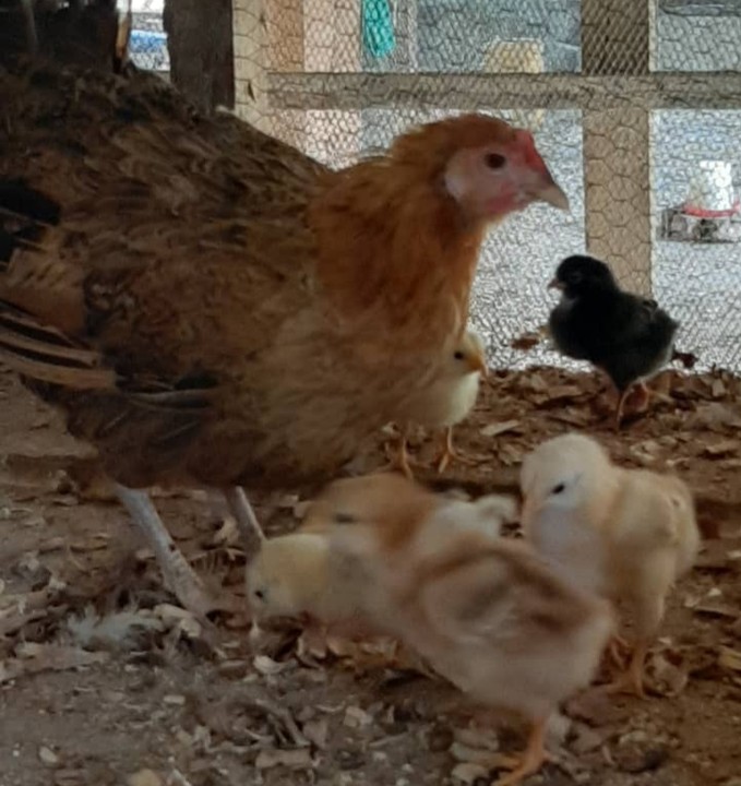 Buy Brahma Day-Old Chicks (Mixed With Noiler Strain