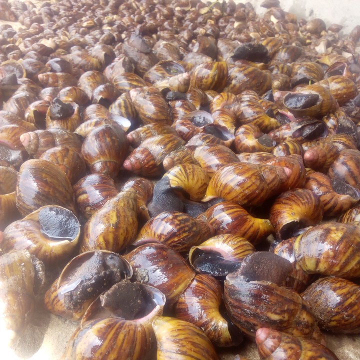 snail rearing business plan in nigeria