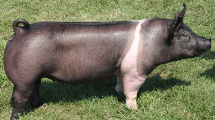 Barrow Pigs Available For Sale bulk Buyer edo State