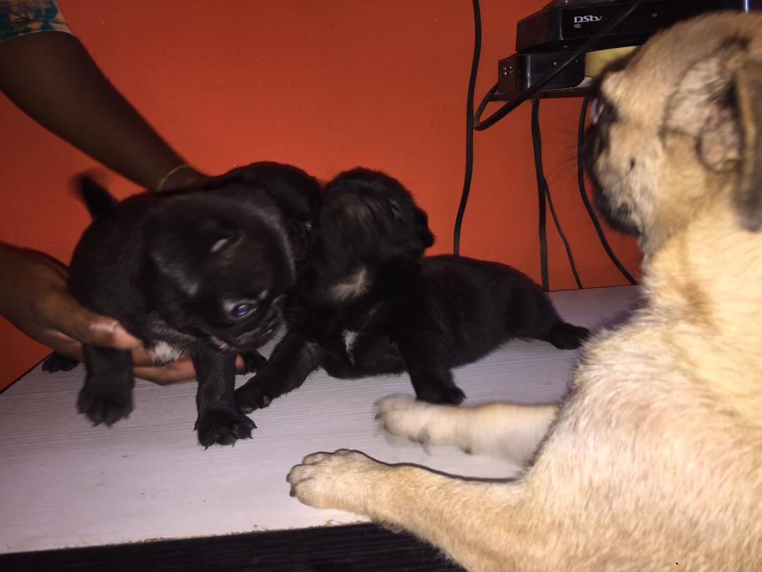 Black Male Pug Puppies Available For New Homes - Pets - Nigeria