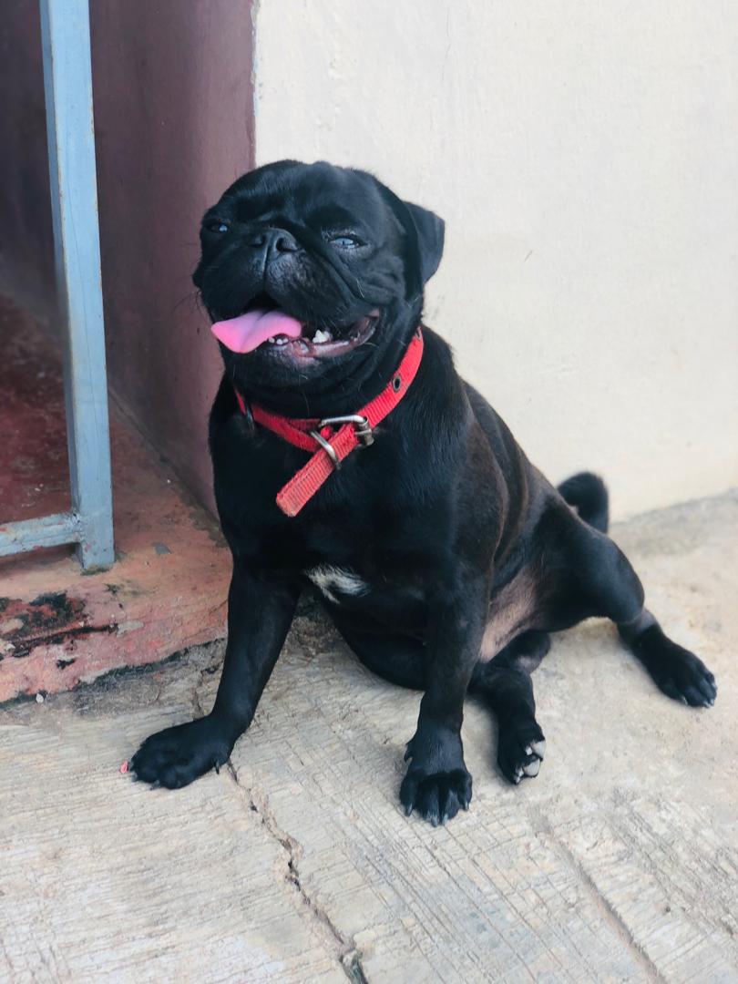 Black best sale male pug