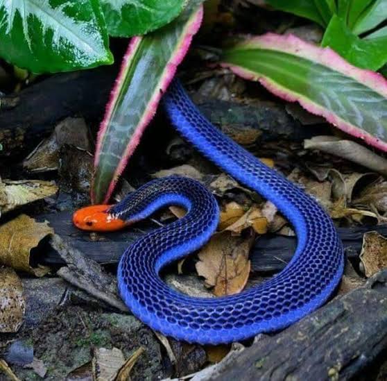 most colorful snake in the world