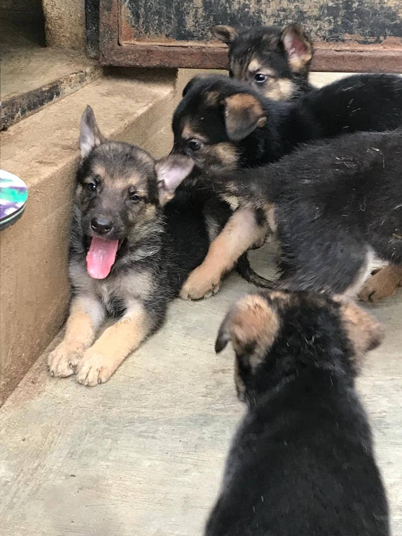 German Shepherd Puppies For Sale Contact - Pets - Nigeria