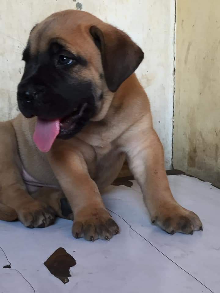 Boerboel puppies for sale in store free state