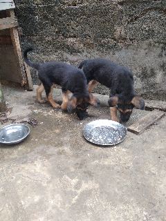 Affordable GSD Puppies For Sale - Pets - Nigeria