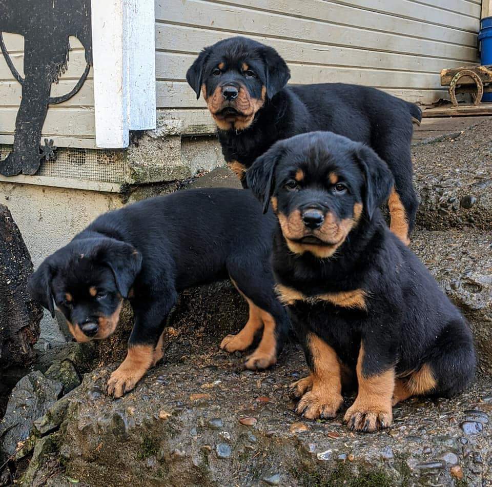 Rottweiler Puppies Available For Sale - Pets - Nigeria