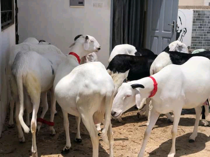 Ladoum Rams For Sale At An Affordable Price - Lagos - Lagos -