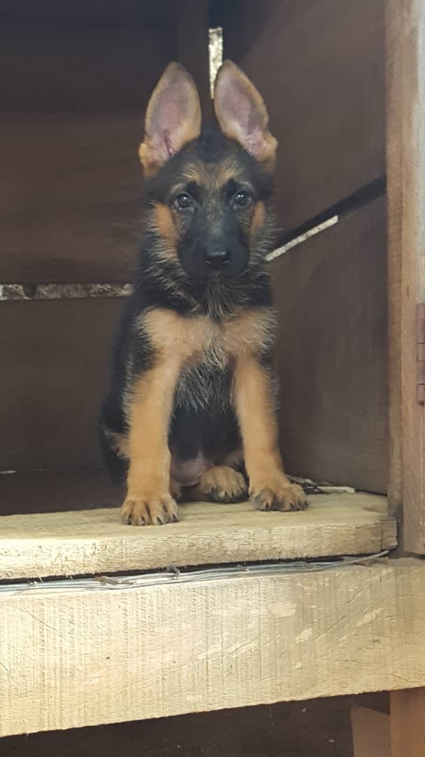 Pedigree german shepherd clearance puppies