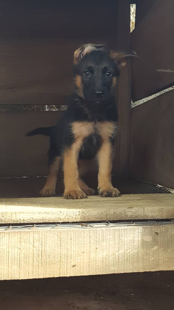 Top Quality Pedigree Showline slant Back German Shepherd Puppies