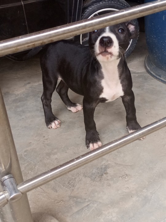 3 Months Female Pitbull Puppy Available - Pets - Nigeria