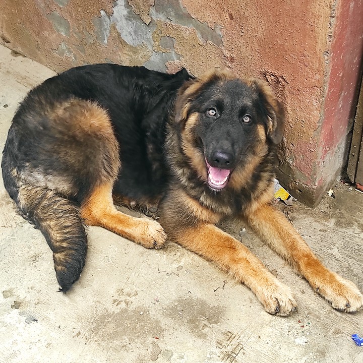 Caucasian deals gsd mix