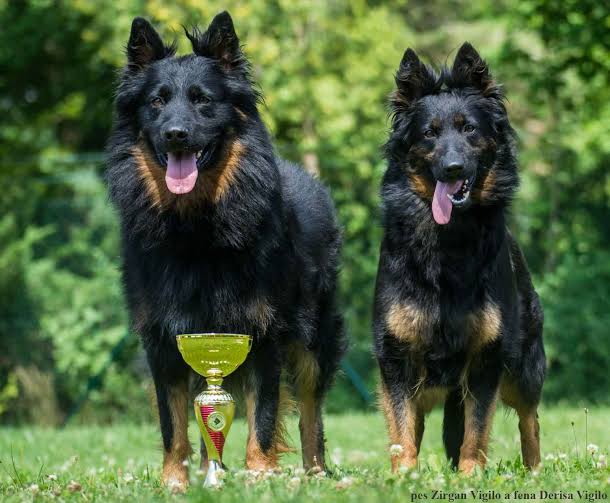 are bohemian shepherds intelligent dogs