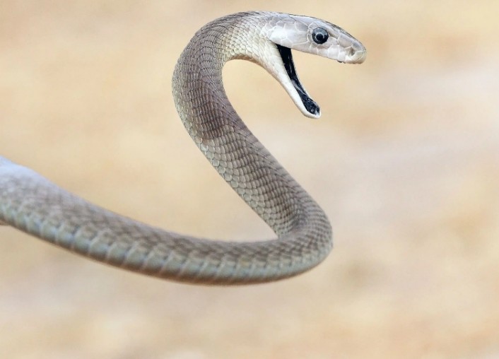 How To Tell If A Snake Is Venomous Vs Non Venomous (Photos) - Science ...