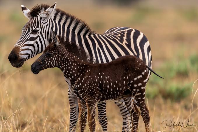 Breaking The Worlds Rarest Zebra Tira Spotted In Kenya Pictures Sciencetechnology Nigeria 7283