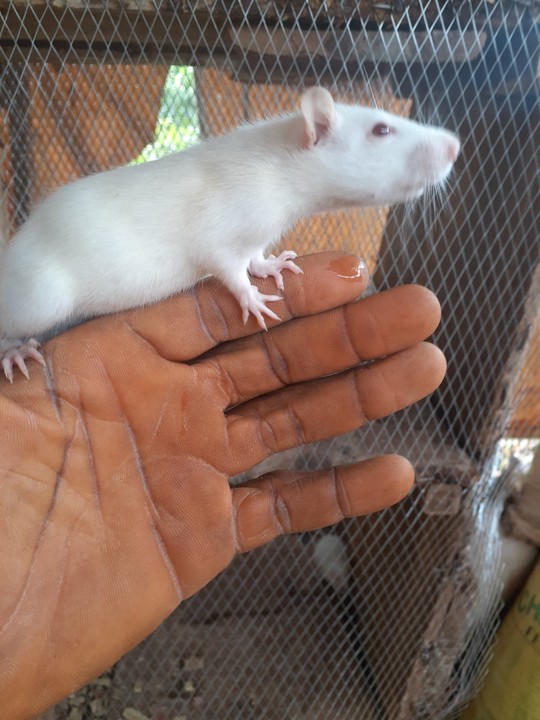 Albino rats sales for sale